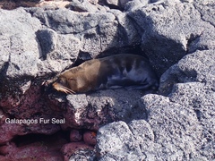 Arctocephalus galapagoensis