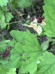 Norvellina chenopodii