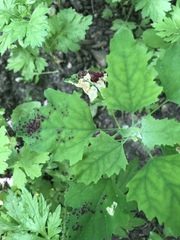 Norvellina chenopodii