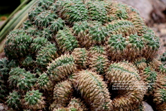 Mammillaria compressa