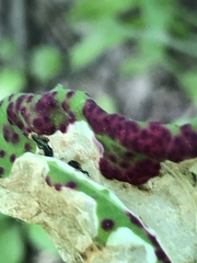 Norvellina chenopodii