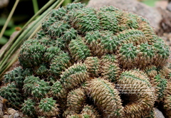 Mammillaria compressa