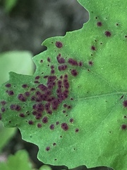 Norvellina chenopodii