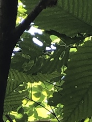 Xanthogaleruca luteola