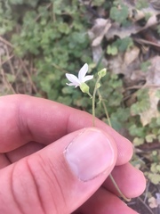 Lithophragma affine