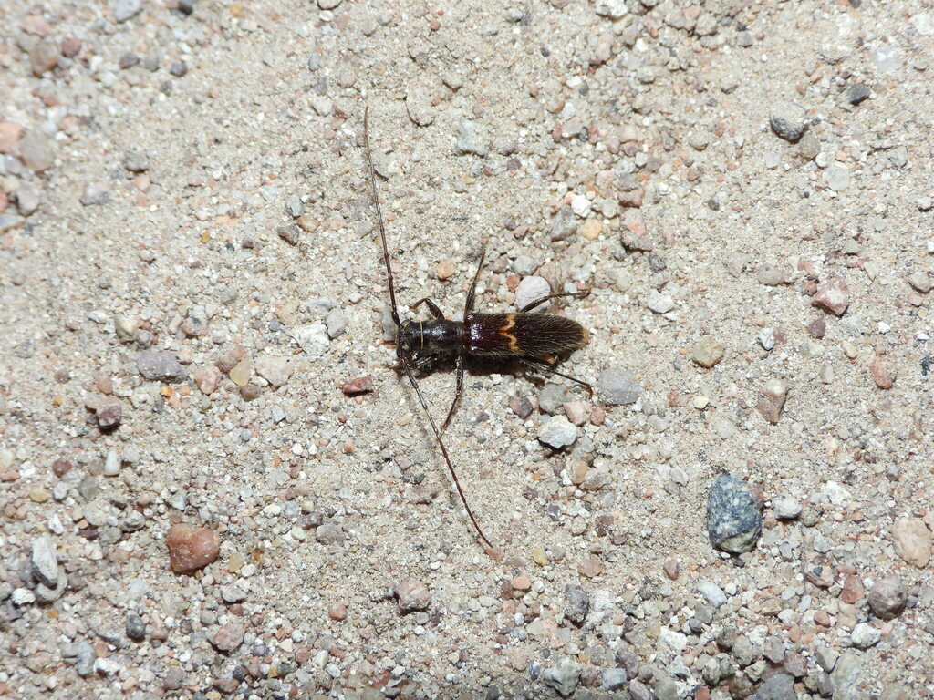 Heterachthes polingi