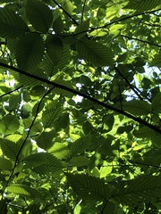 Xanthogaleruca luteola