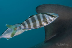 Banded Rudderfish photo 1