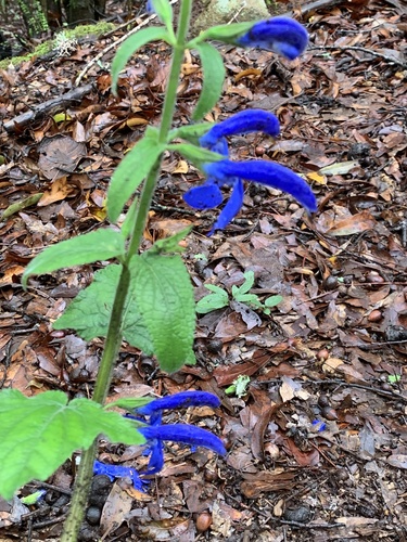 Foto de Sálvia-azul