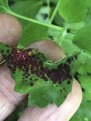 Norvellina chenopodii