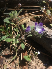 Phacelia curvipes