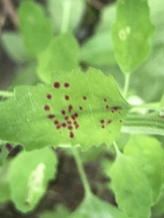 Norvellina chenopodii