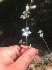 Phacelia curvipes