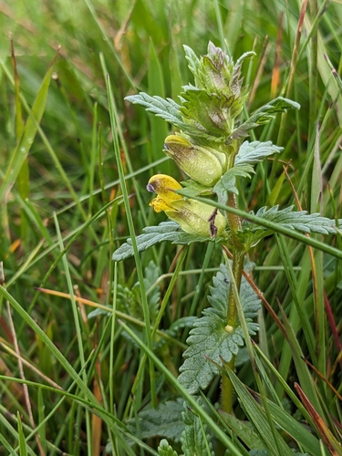 štrkáč menší (Rhinanthus minor)