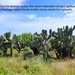 Opuntia galapageia galapageia - Photo (c) John Brew, some rights reserved (CC BY), uploaded by John Brew