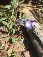 Phacelia curvipes