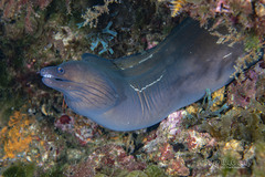Purplemouth Moray photo 1