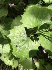 Erysiphe cruciferarum