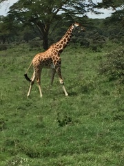 Giraffa camelopardalis rothschildi