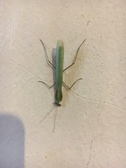 Miomantis