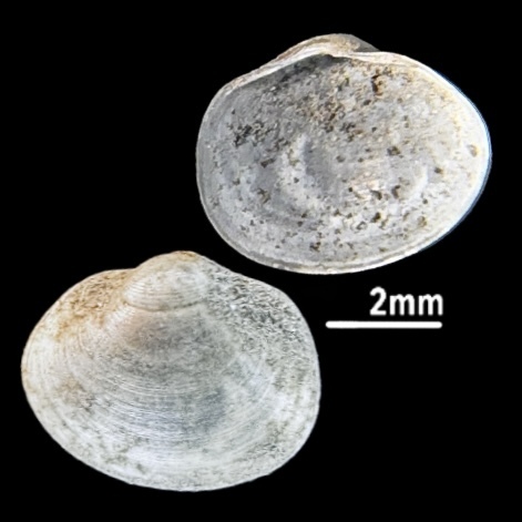 Pond Fingerclam