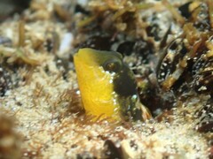 Dalmatian Blenny photo 5