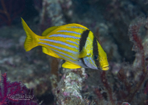 Porkfish