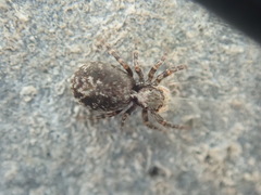 Pseudeuophrys lanigera