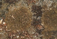 Tingiopsidium sonomense