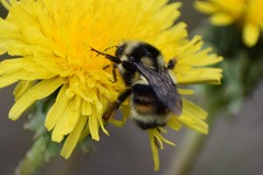 Bombus bifarius