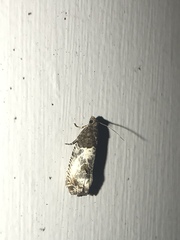 Notocelia rosaecolana