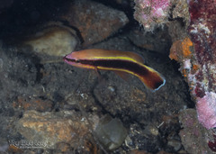 Wrasse Bass photo 2