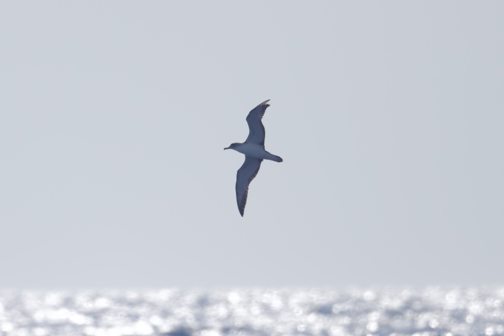 Scopoli's shearwater in flight against a pale sky above the sea