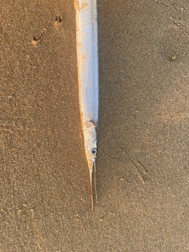 Short-beaked garfish (Belone svetovidovi) — Belonidae