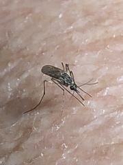 Aedes vexans