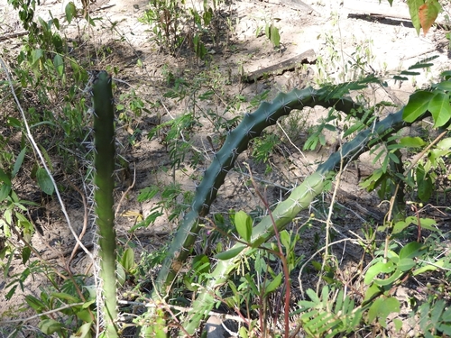Image of Harrisia bonplandii by no rights reserved