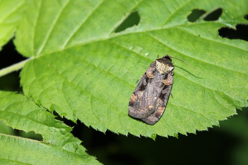 Pink-spotted Dart photo 6