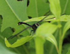 Gomphurus