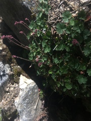 Heuchera parishii, photograph author not stated, no rights reserved