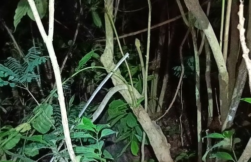 Blandings Tree Snake