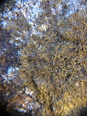 Tingiopsidium sonomense