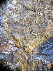 Tingiopsidium sonomense