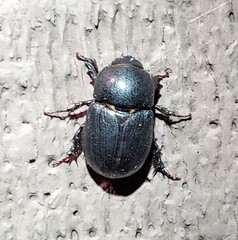 Euetheola