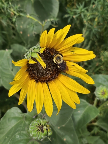 Brown-belted Bumble Bee