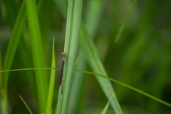 Argia fumipennis