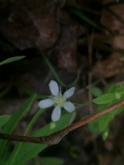 Moehringia lateriflora