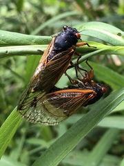 Magicicada cassinii