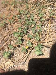 Acmispon decumbens davidsonii
