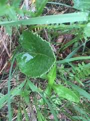 Petasites frigidus