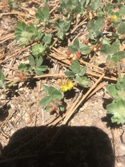 Acmispon decumbens davidsonii